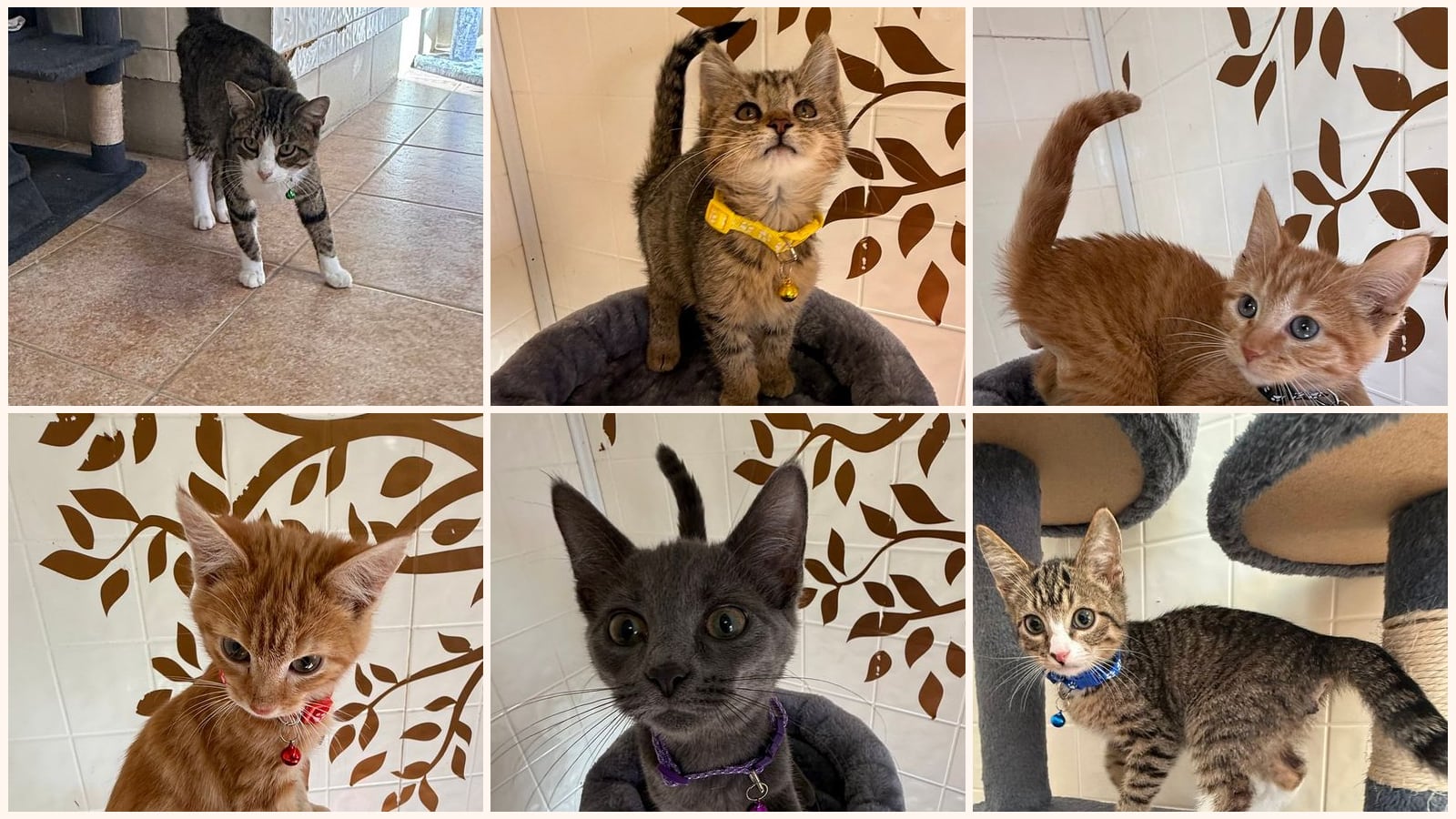 Cats up for adoption near Madison, IN