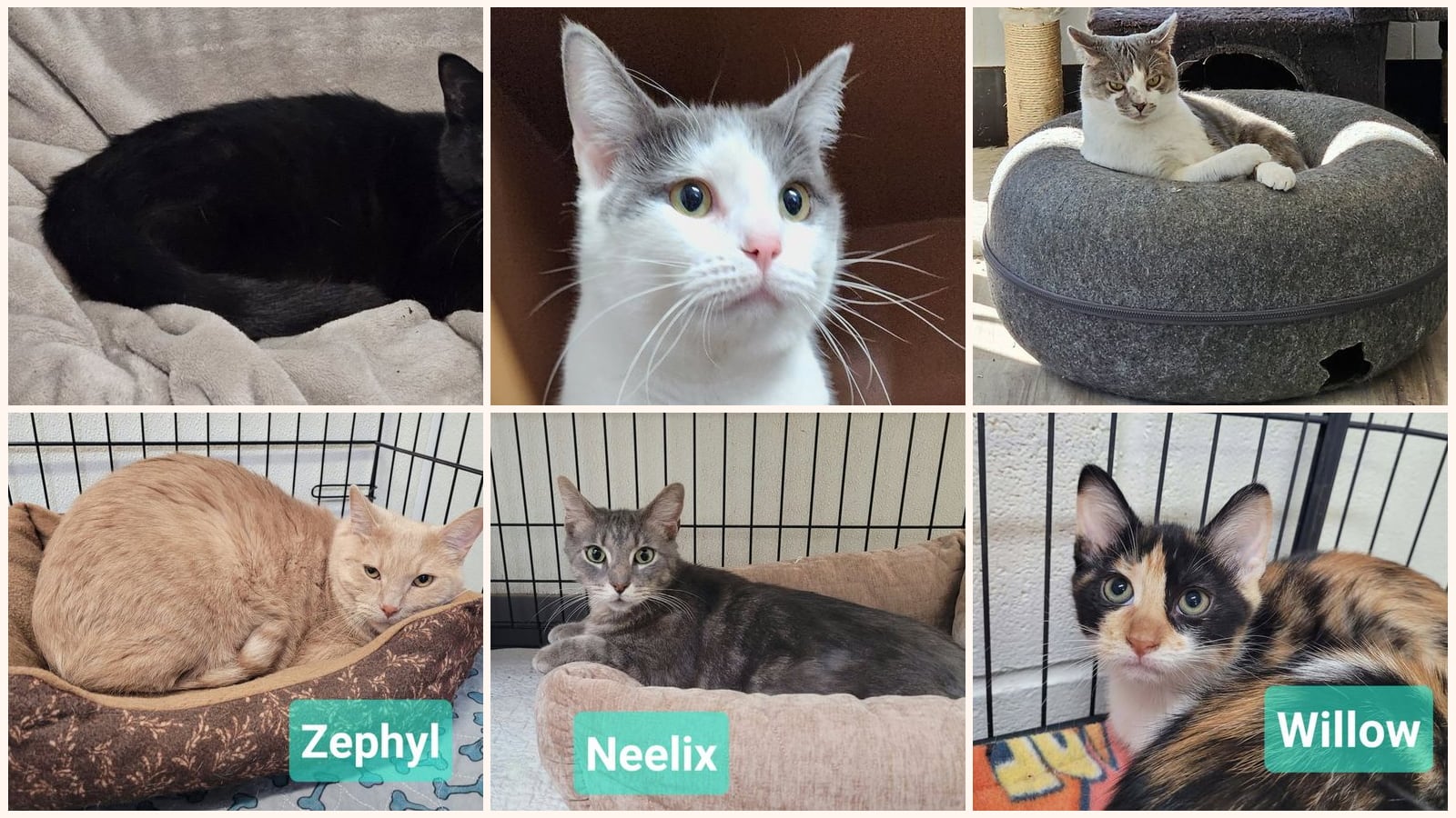 Cats up for adoption near New Castle, IN