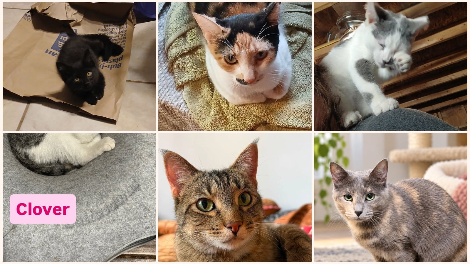 Cats up for adoption near Portage, IN