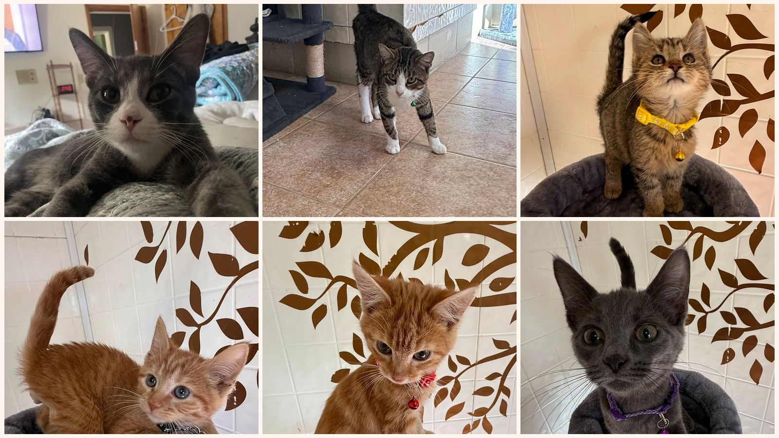 Cats up for adoption near Seymour, IN