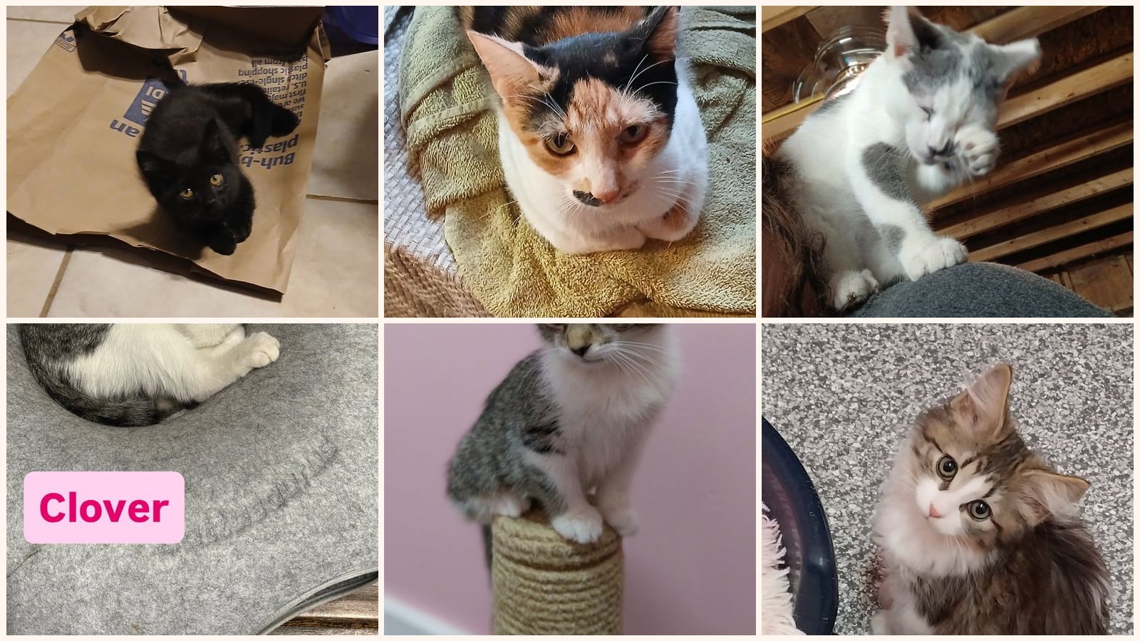 Cats up for adoption near Valparaiso, IN