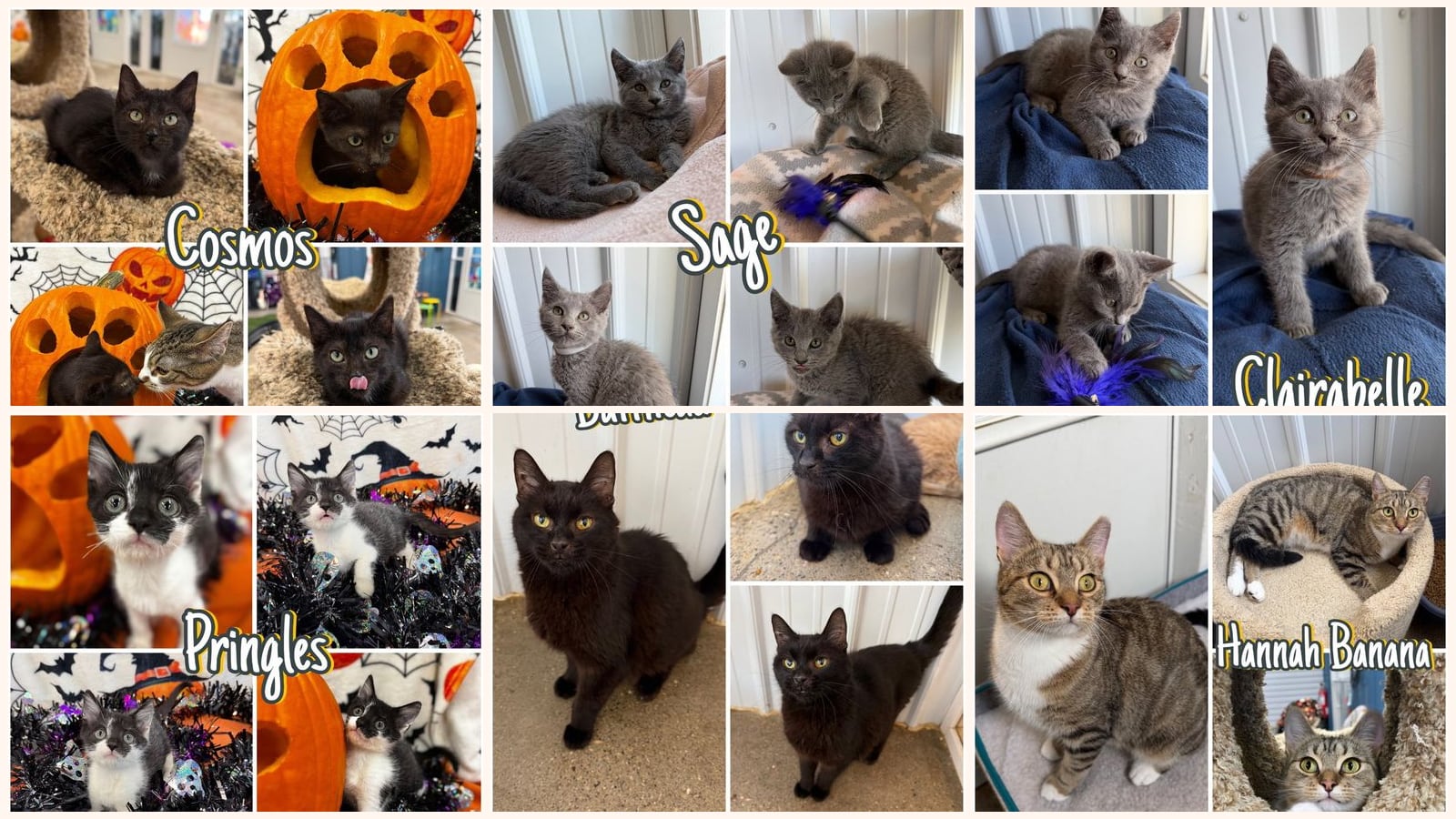 Cats up for adoption near Warsaw, IN