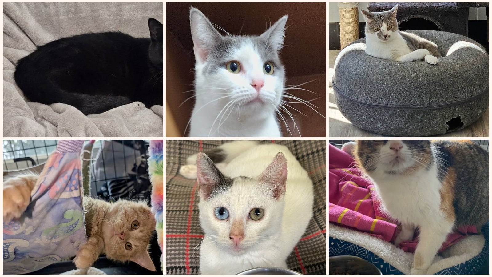Cats up for adoption near Yorktown, IN