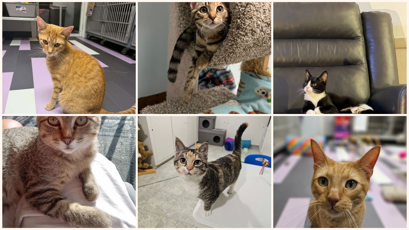 Cats up for adoption near Muscatine, IA