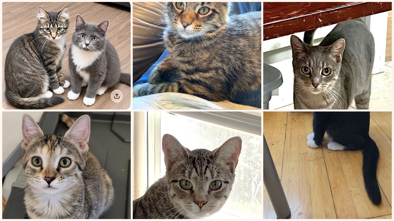 Cats up for adoption near Topeka, KS