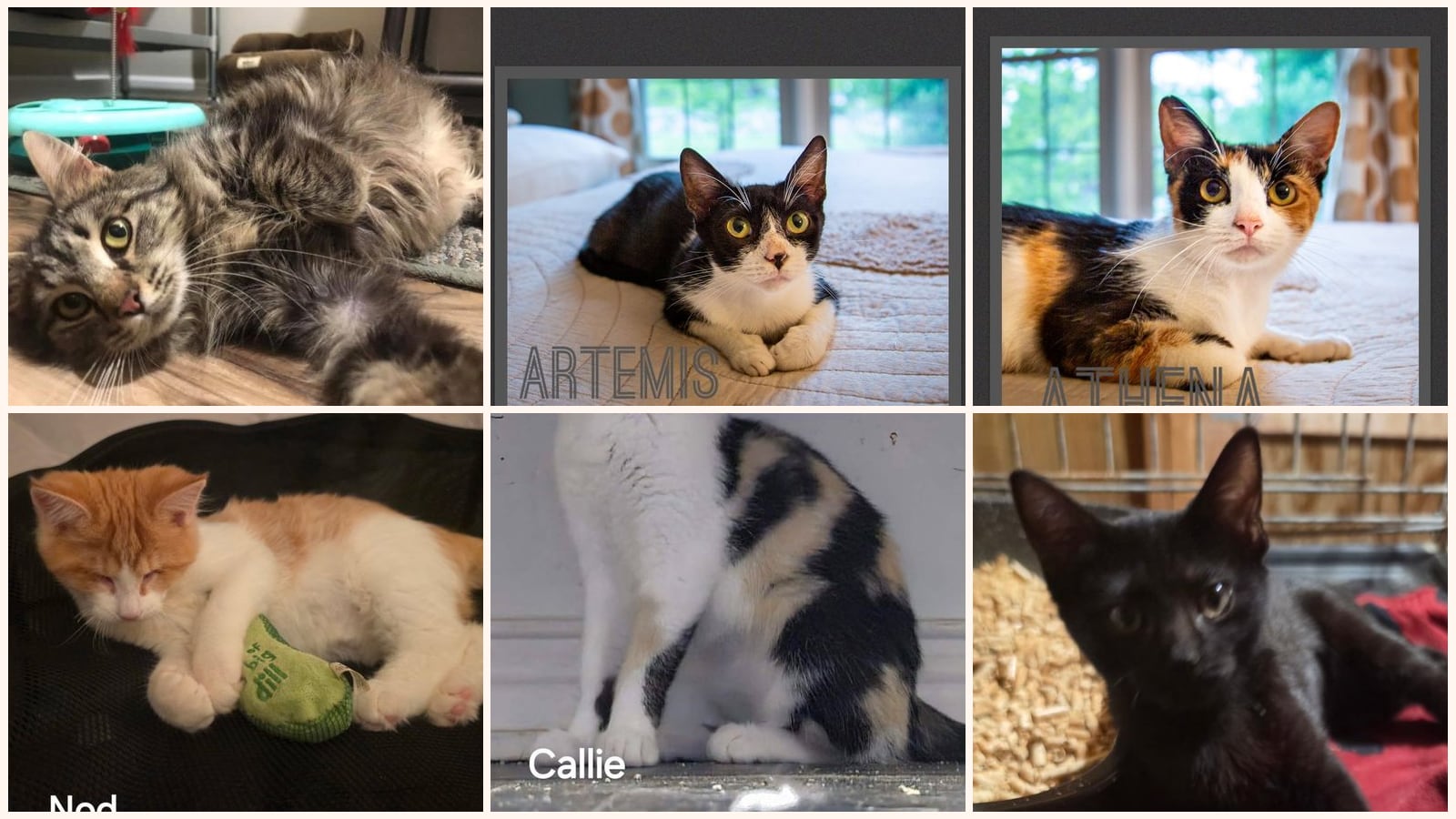 Cats up for adoption near Bardstown, KY
