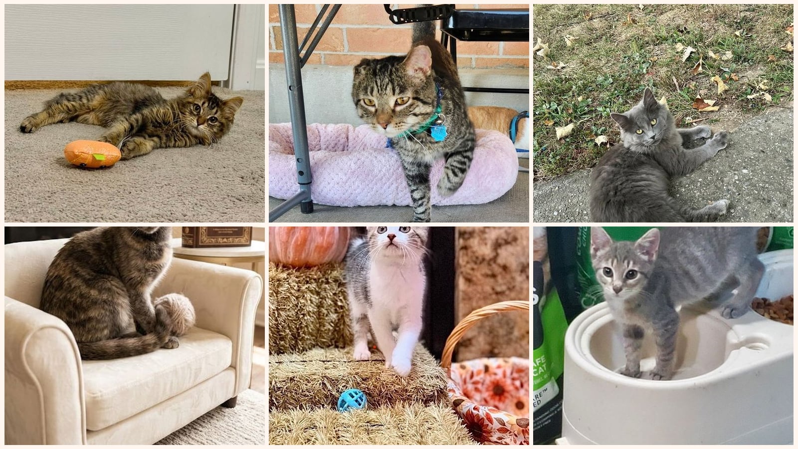 Cats up for adoption near Burlington, KY