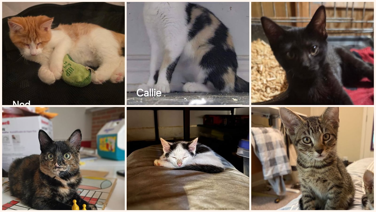 Cats up for adoption near Danville, KY