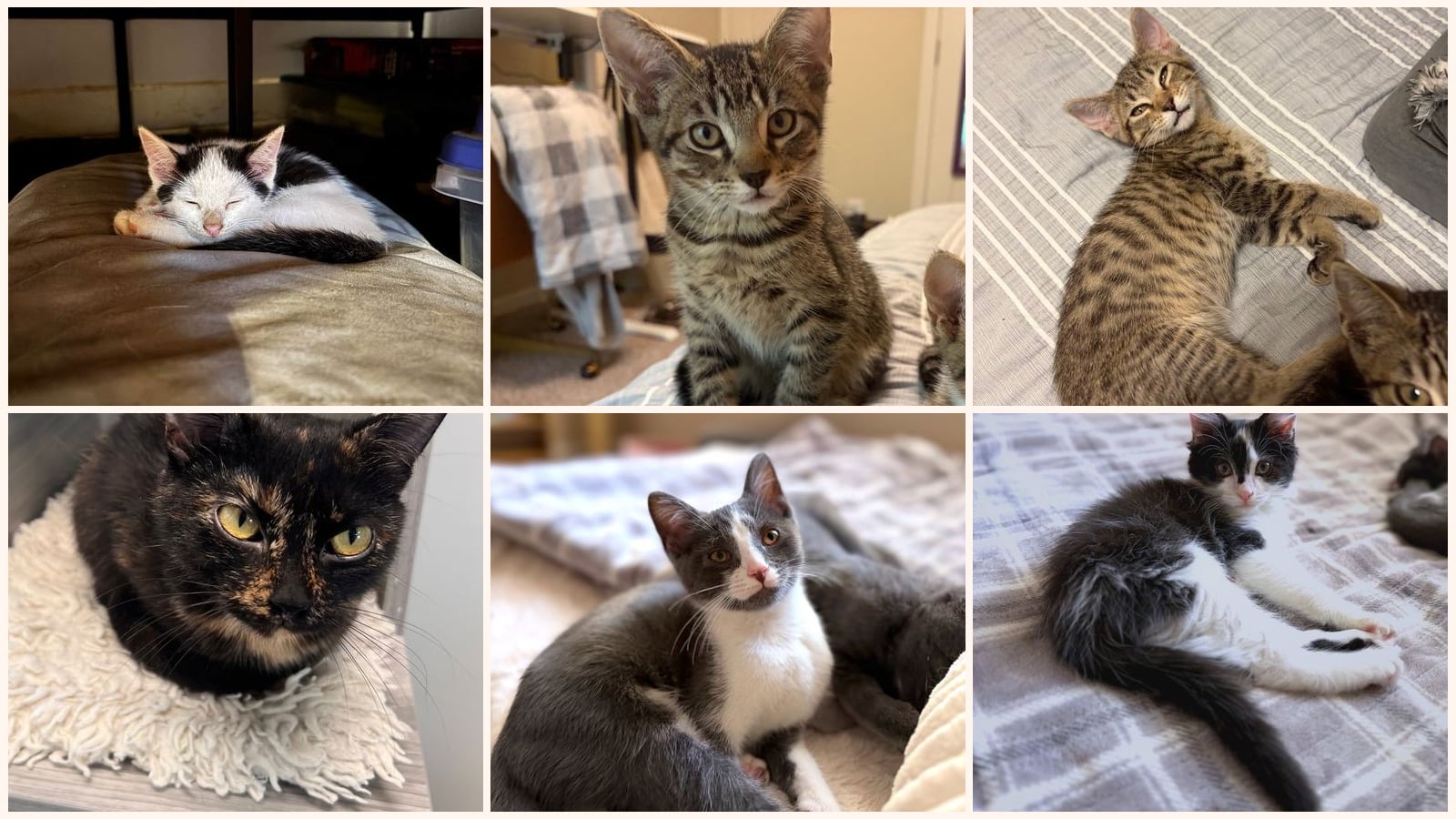 Cats up for adoption near Georgetown, KY
