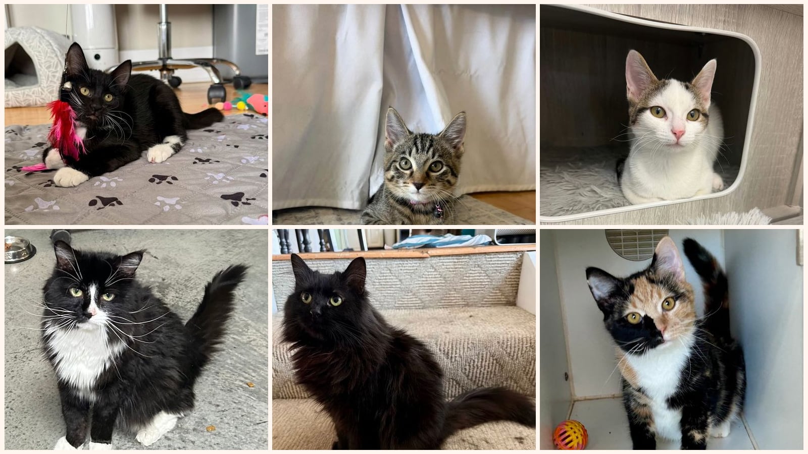 Cats up for adoption near Independence, KY