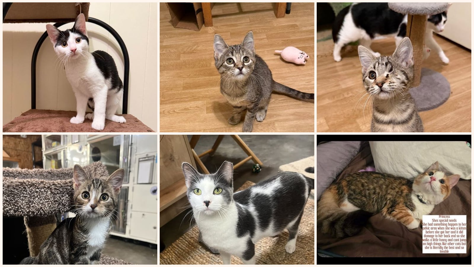 Cats up for adoption near Gretna, LA