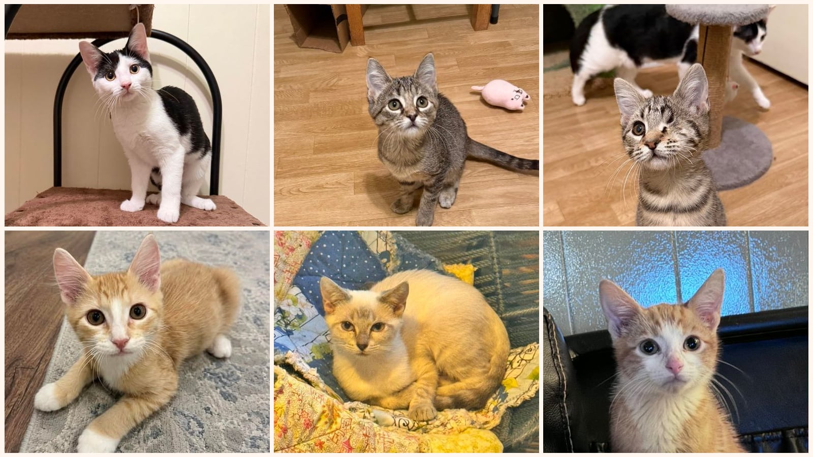 Cats up for adoption near Lafayette, LA