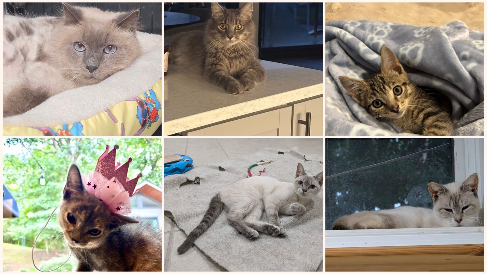 Cats up for adoption near Chesapeake Ranch Estates, MD