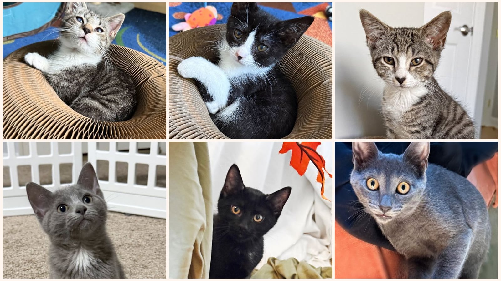 Cats up for adoption near Colesville, MD