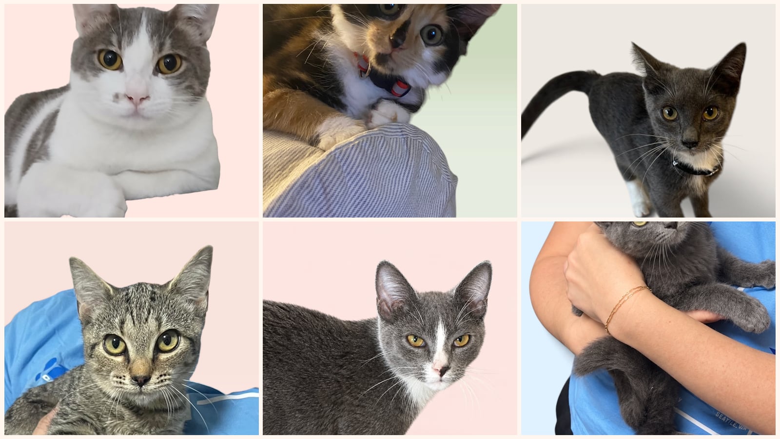 Cats up for adoption near Damascus, MD