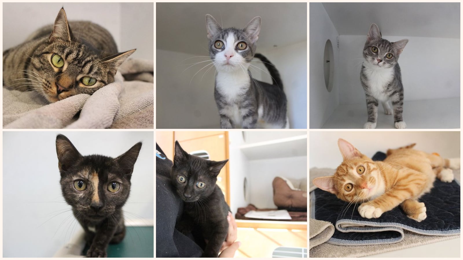 Cats up for adoption near Edgewood, MD