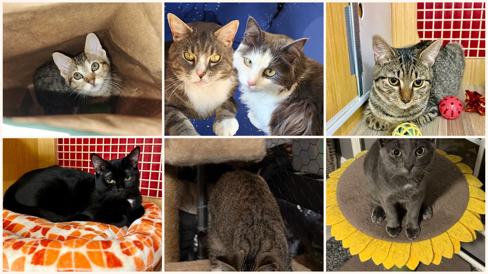 Cats up for adoption near Eldersburg, MD