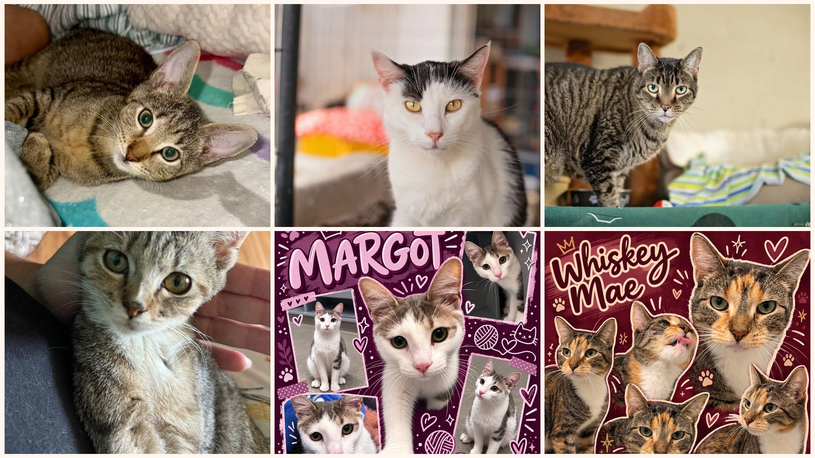 Cats up for adoption near Elkton, MD