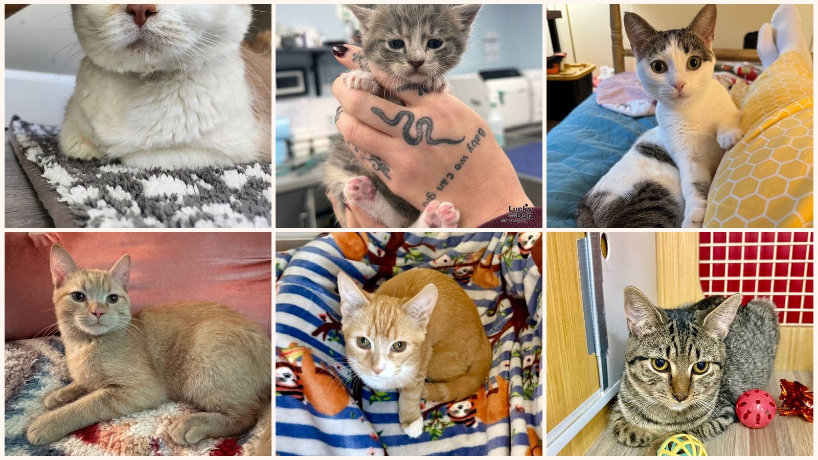 Cats up for adoption near Germantown, MD