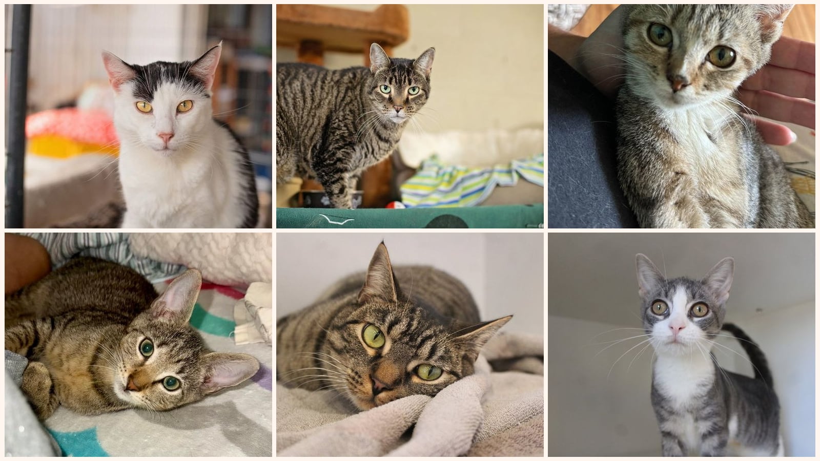 Cats up for adoption near Havre de Grace, MD