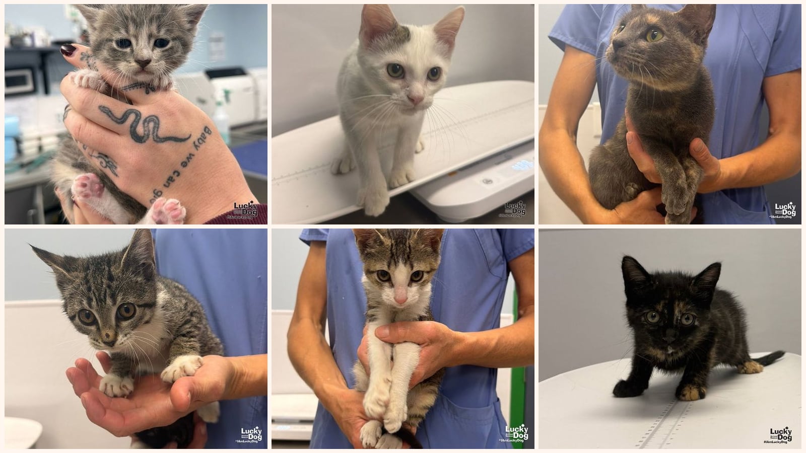 Cats up for adoption near Hillcrest Heights, MD