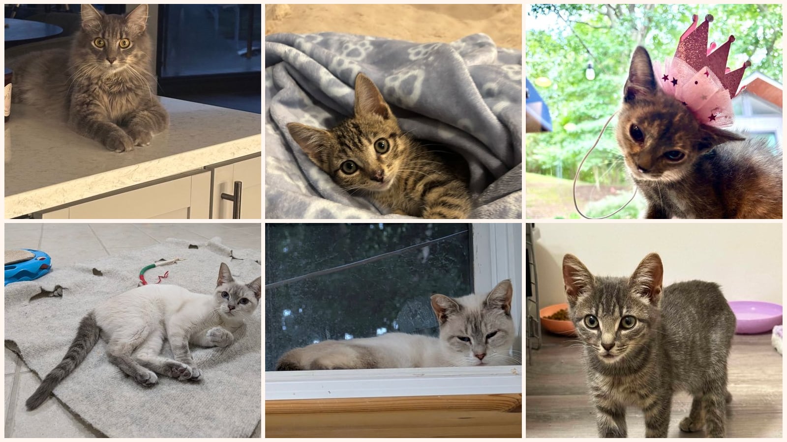 Cats up for adoption near La Plata, MD