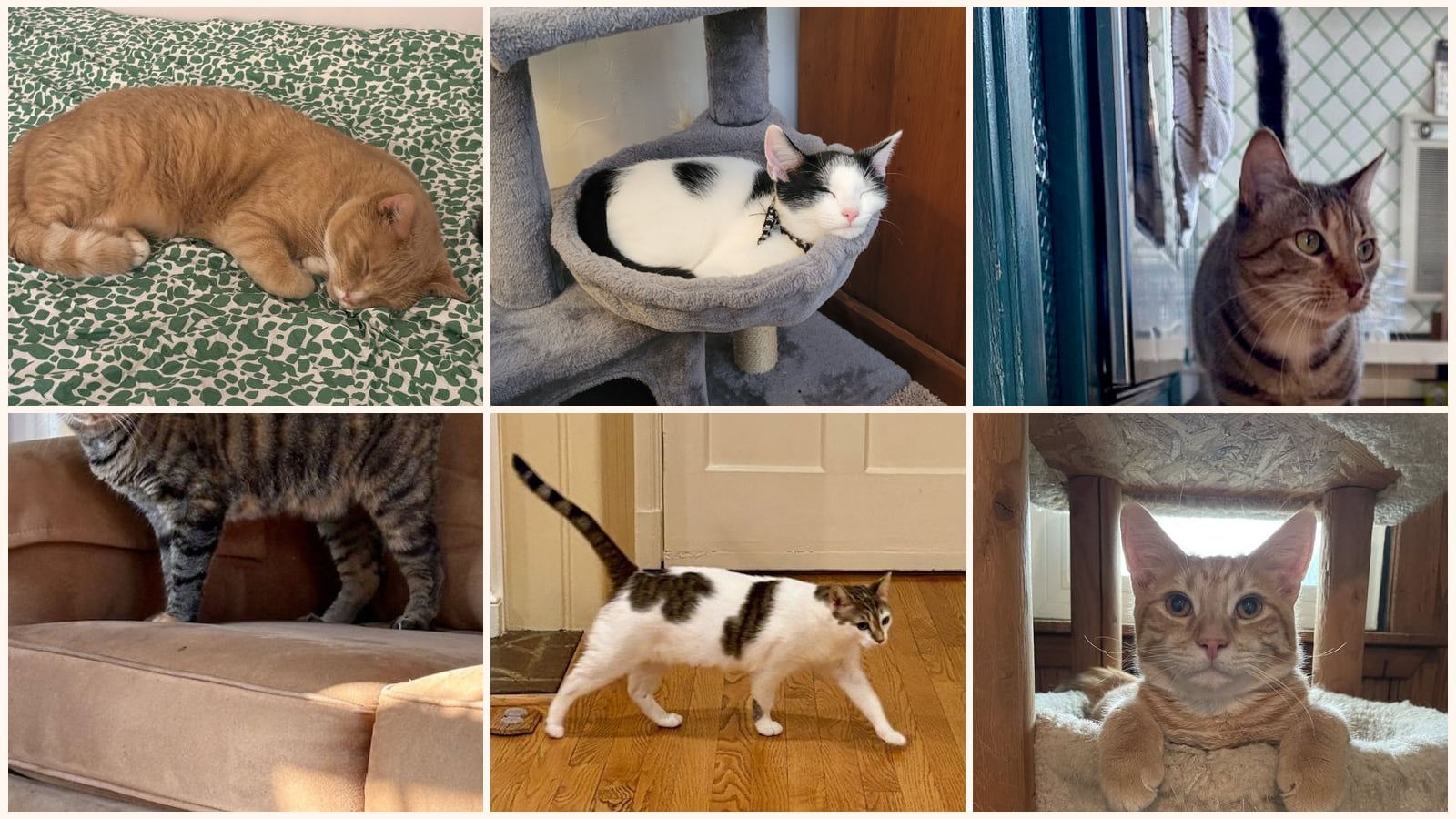 Cats up for adoption near Rosedale, MD