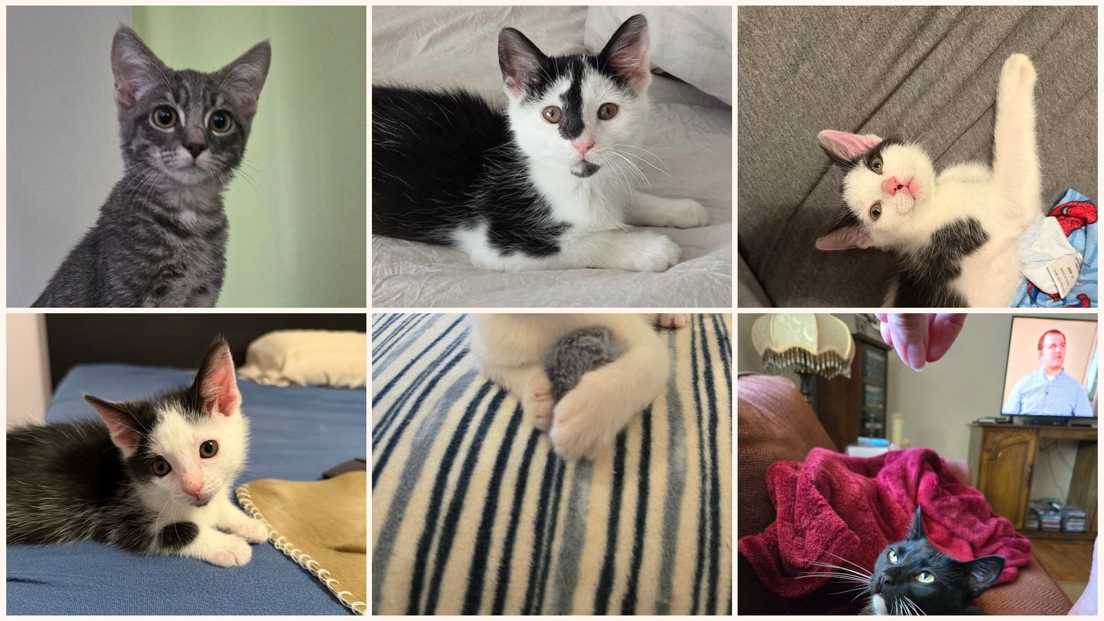 Cats up for adoption near Seabrook, MD