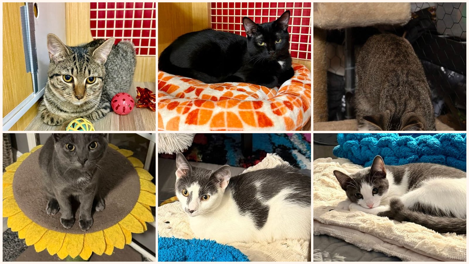Cats up for adoption near Severna Park, MD