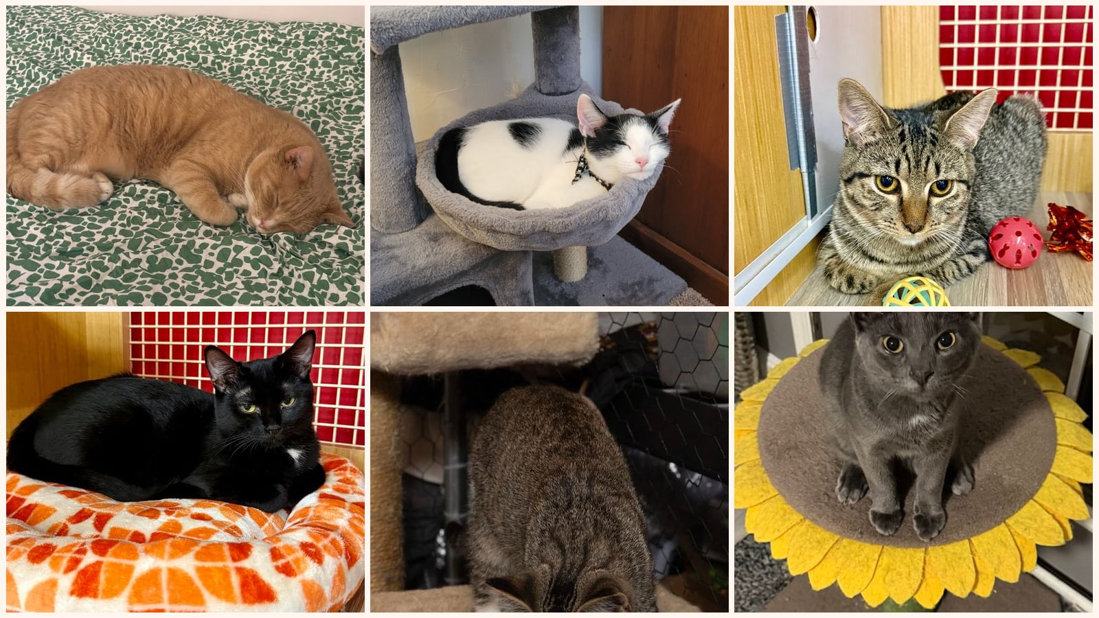 Cats up for adoption near Woodlawn, MD