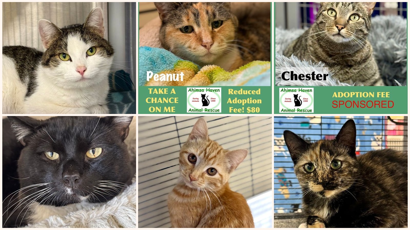 Cats up for adoption near Gardner, MA