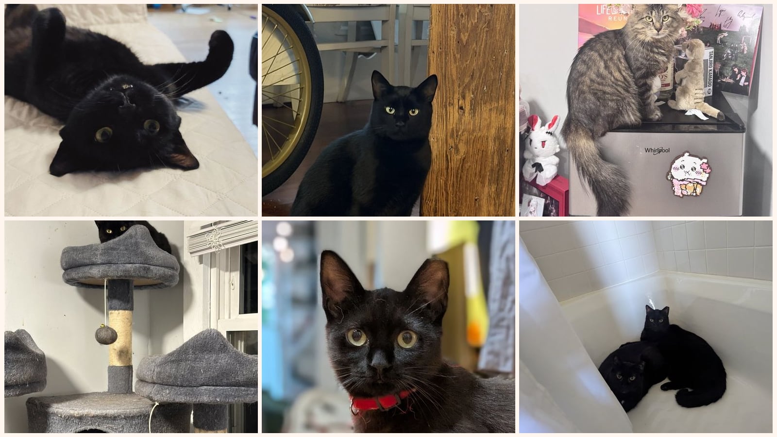 Cats up for adoption near Hull, MA
