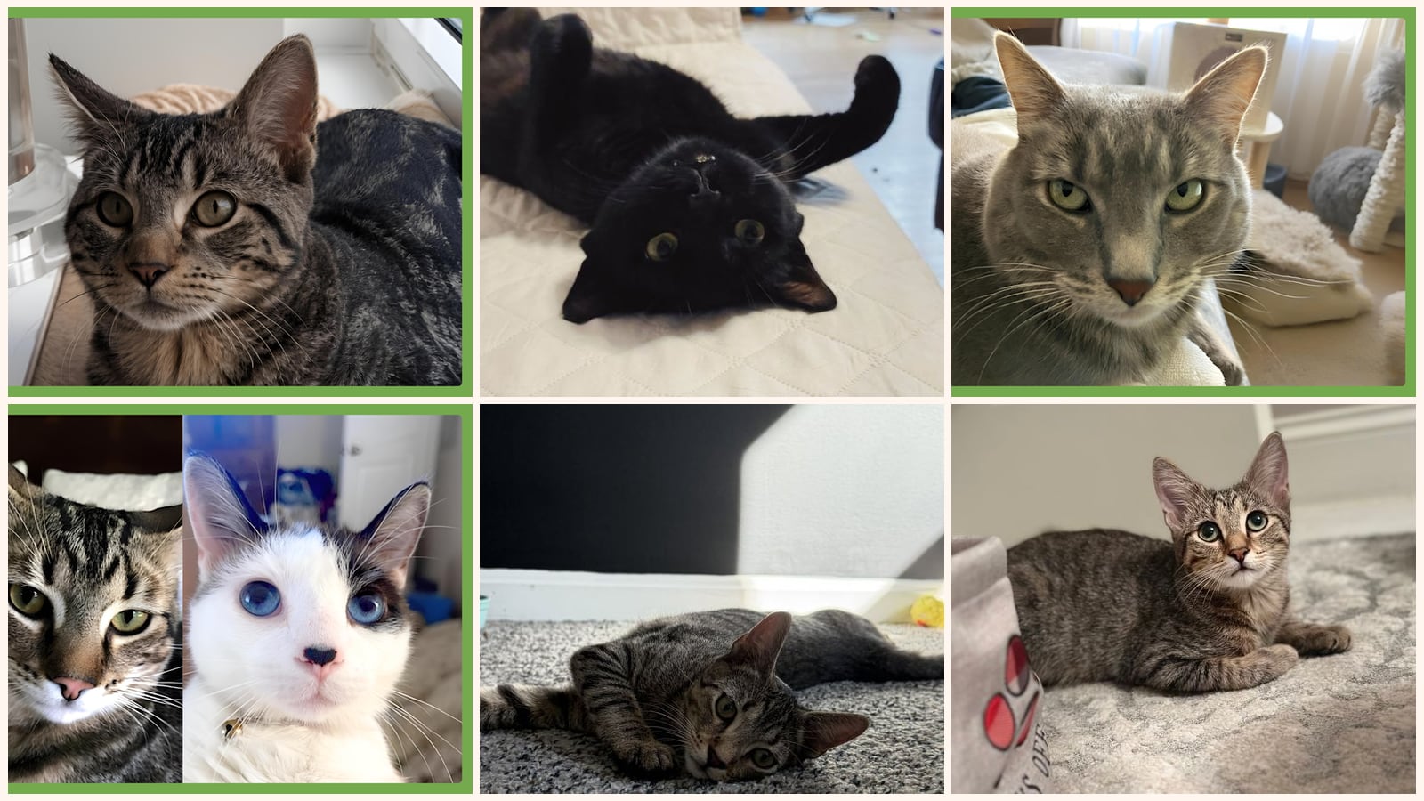 Cats up for adoption near Malden, MA