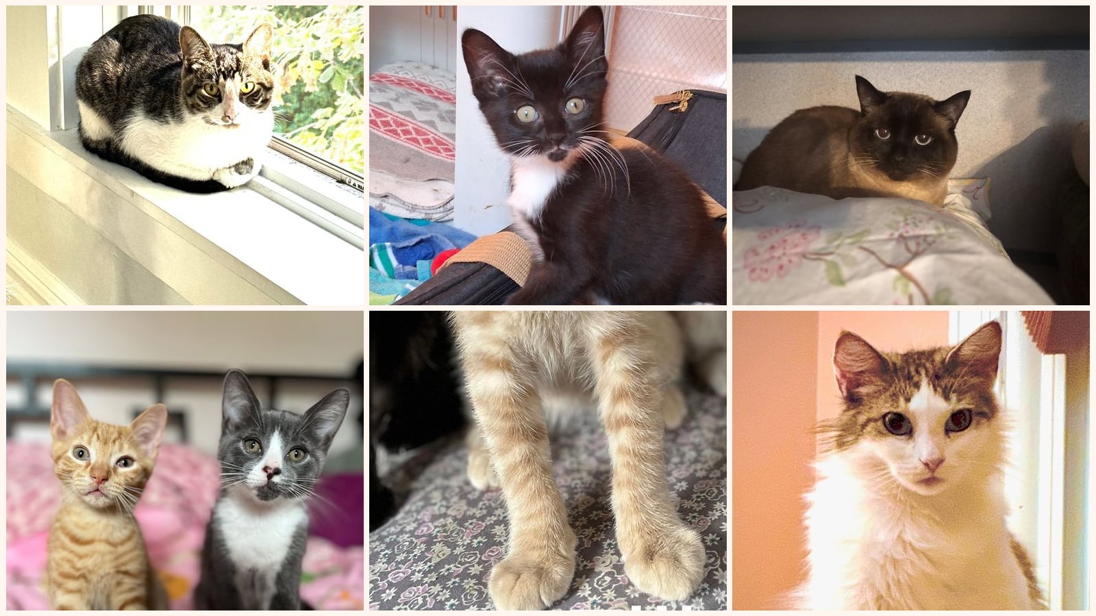 Cats up for adoption near Pittsfield, MA