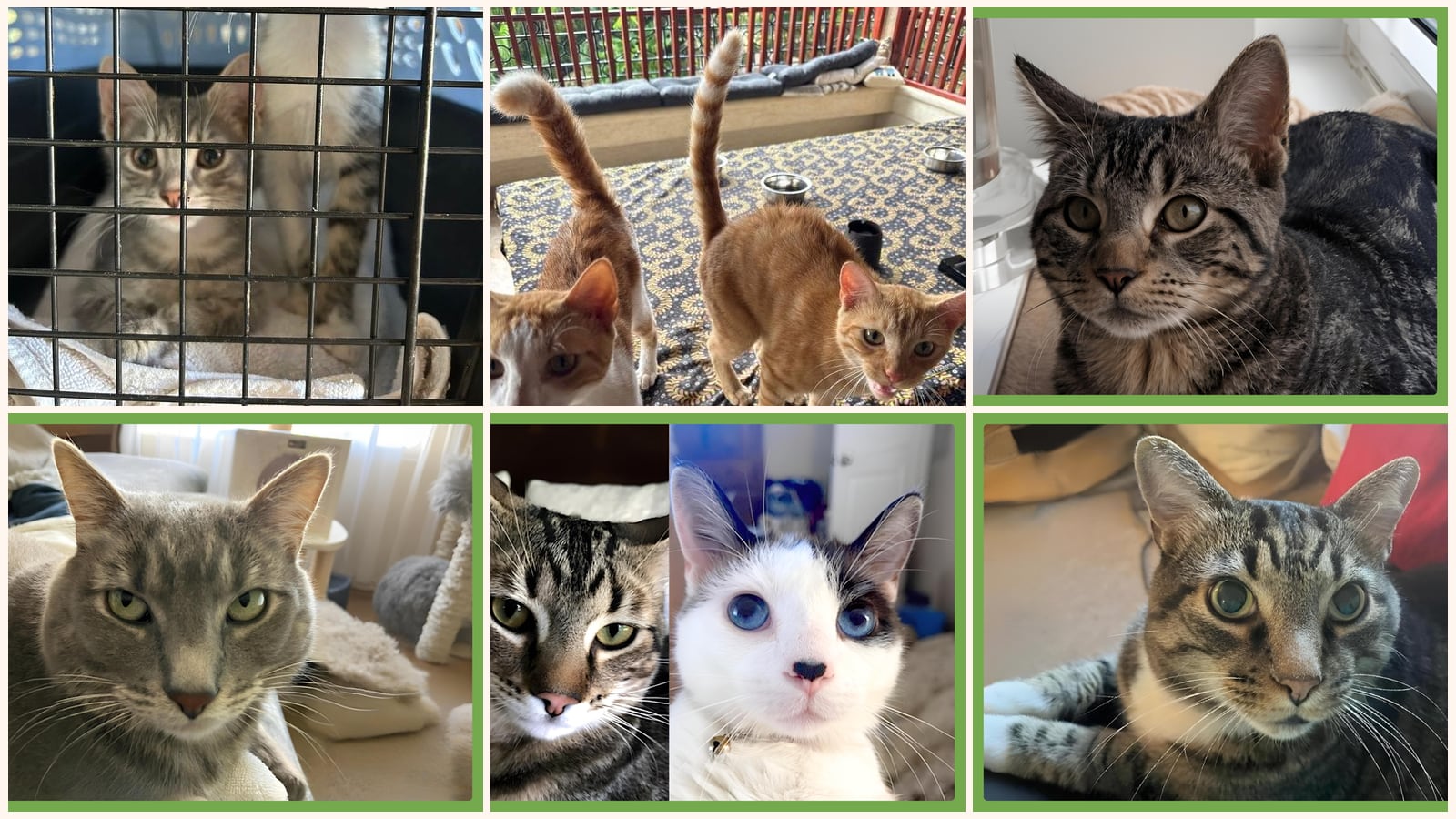 Cats up for adoption near Webster, MA