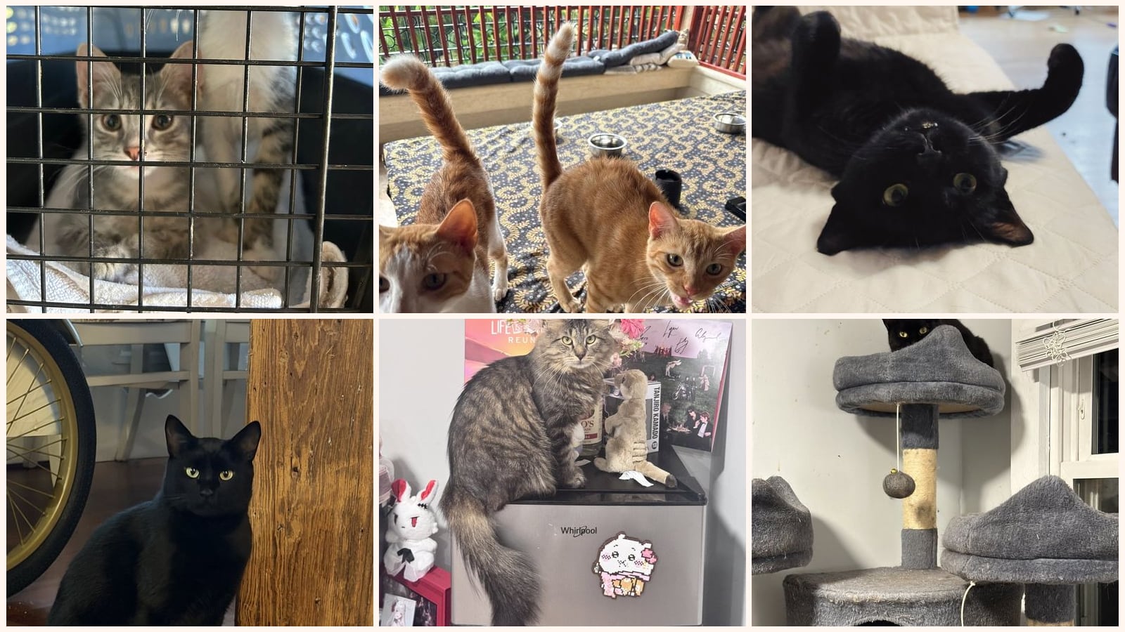 Cats up for adoption near Wellesley, MA