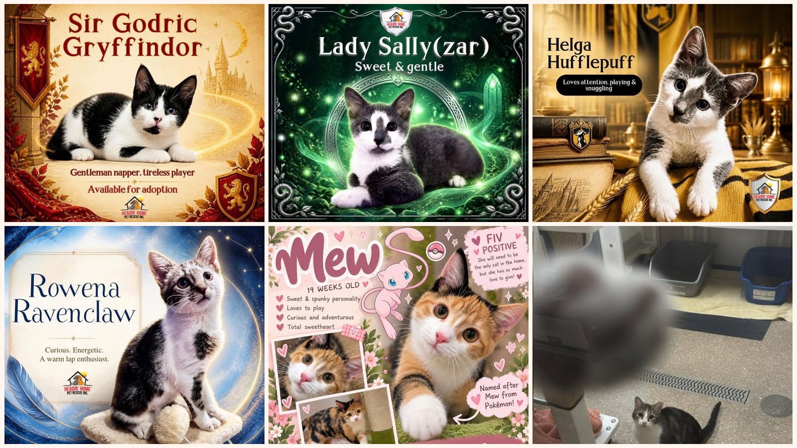 Cats up for adoption near Allendale, MI