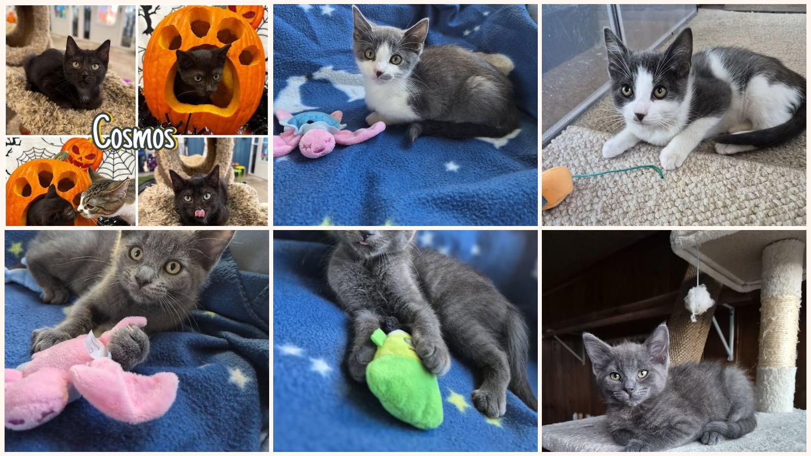 Cats up for adoption near Battle Creek, MI