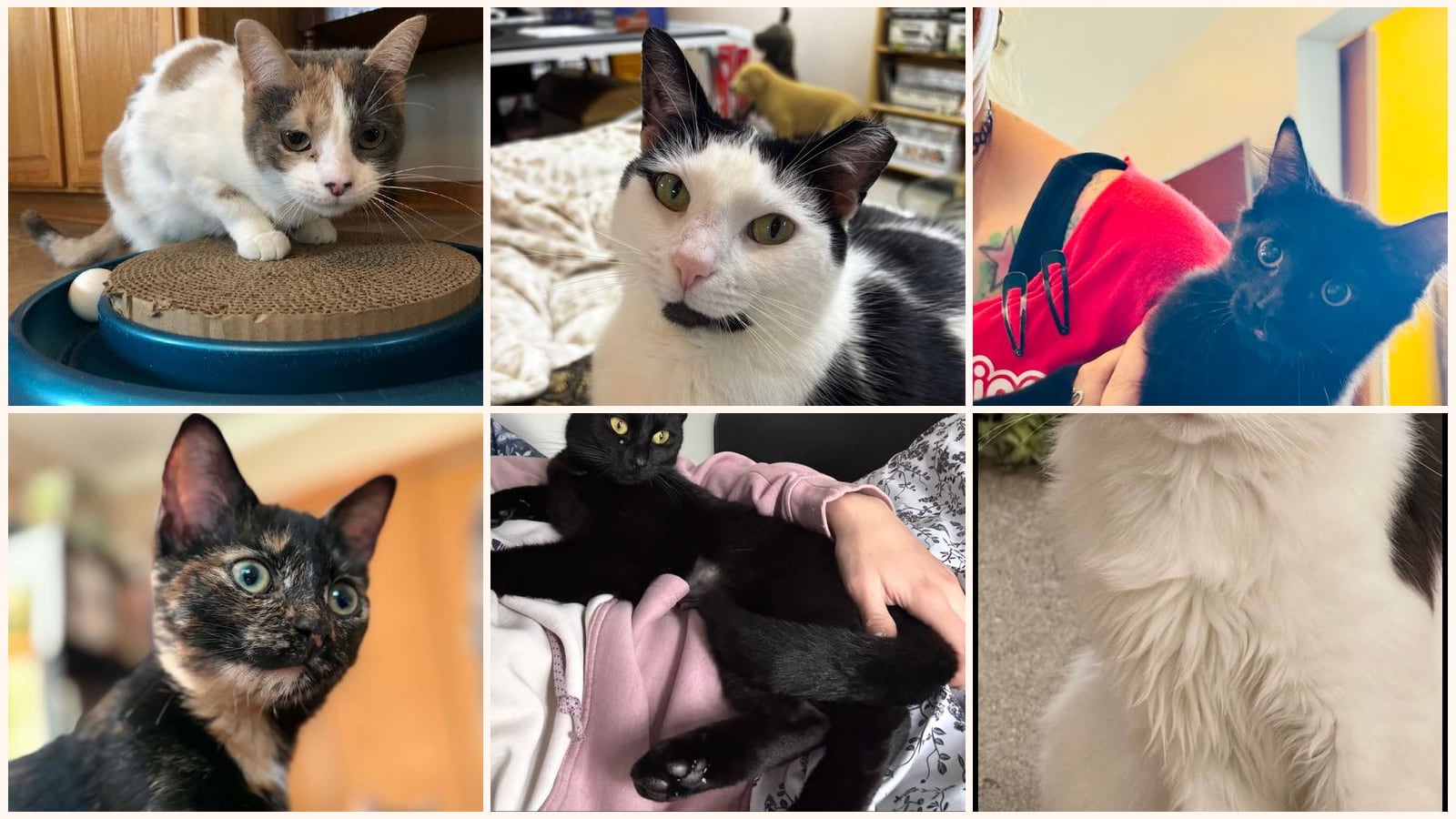 Cats up for adoption near Birmingham, MI