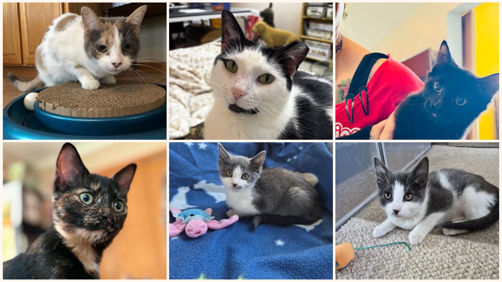 Cats up for adoption near Clawson, MI