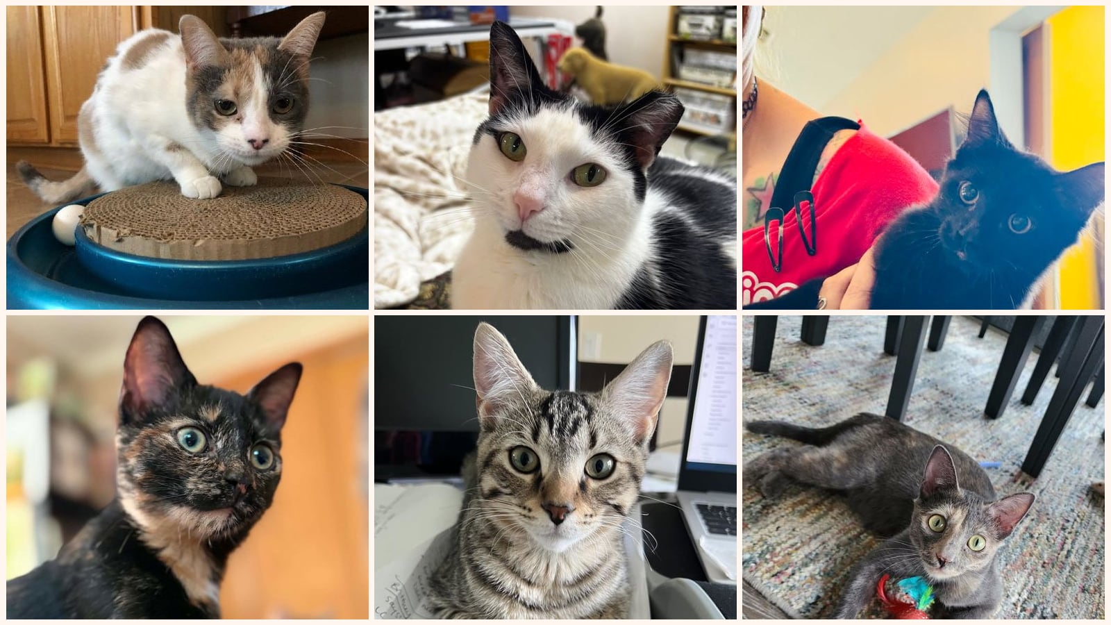 Cats up for adoption near Harper Woods, MI