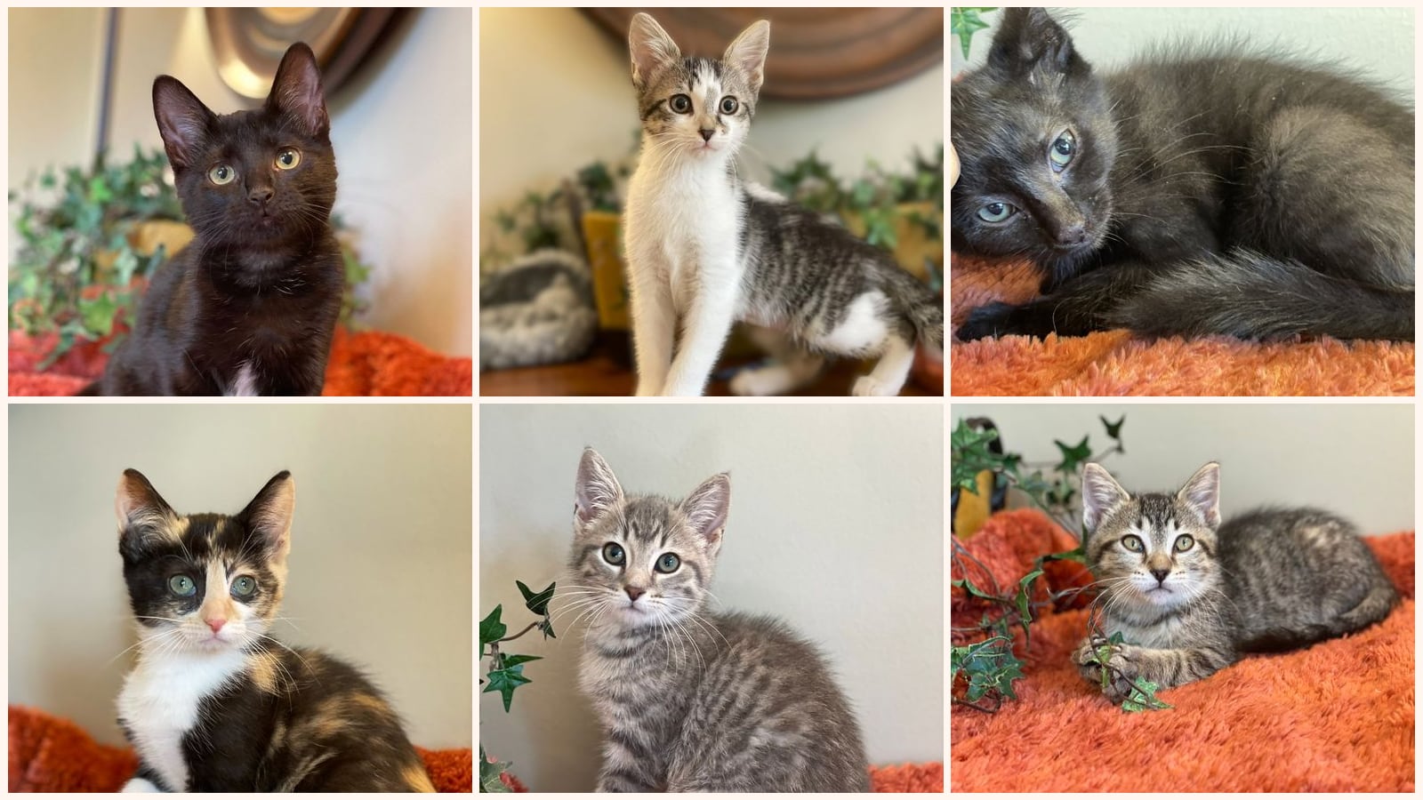 Cats up for adoption near Monroe, MI