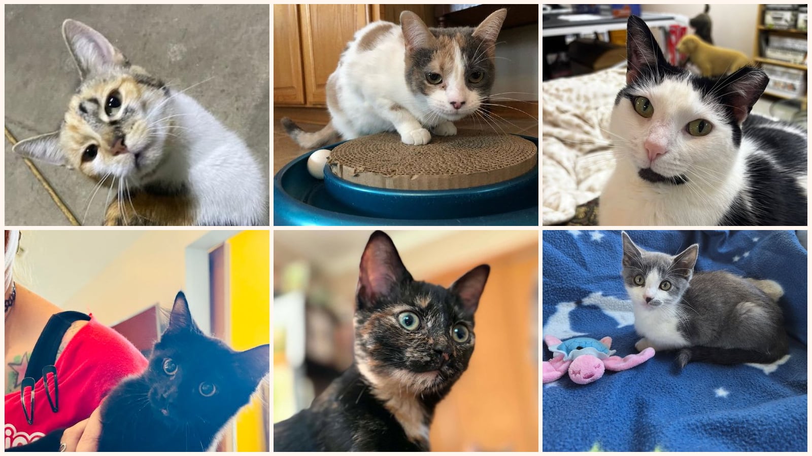 Cats up for adoption near New Baltimore, MI
