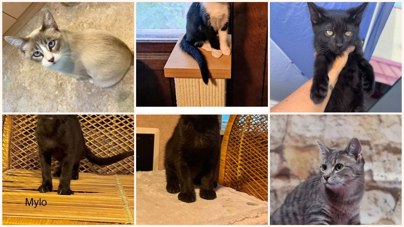 Cats up for adoption near Northview, MI