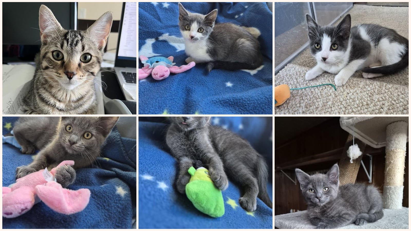 Cats up for adoption near Taylor, MI