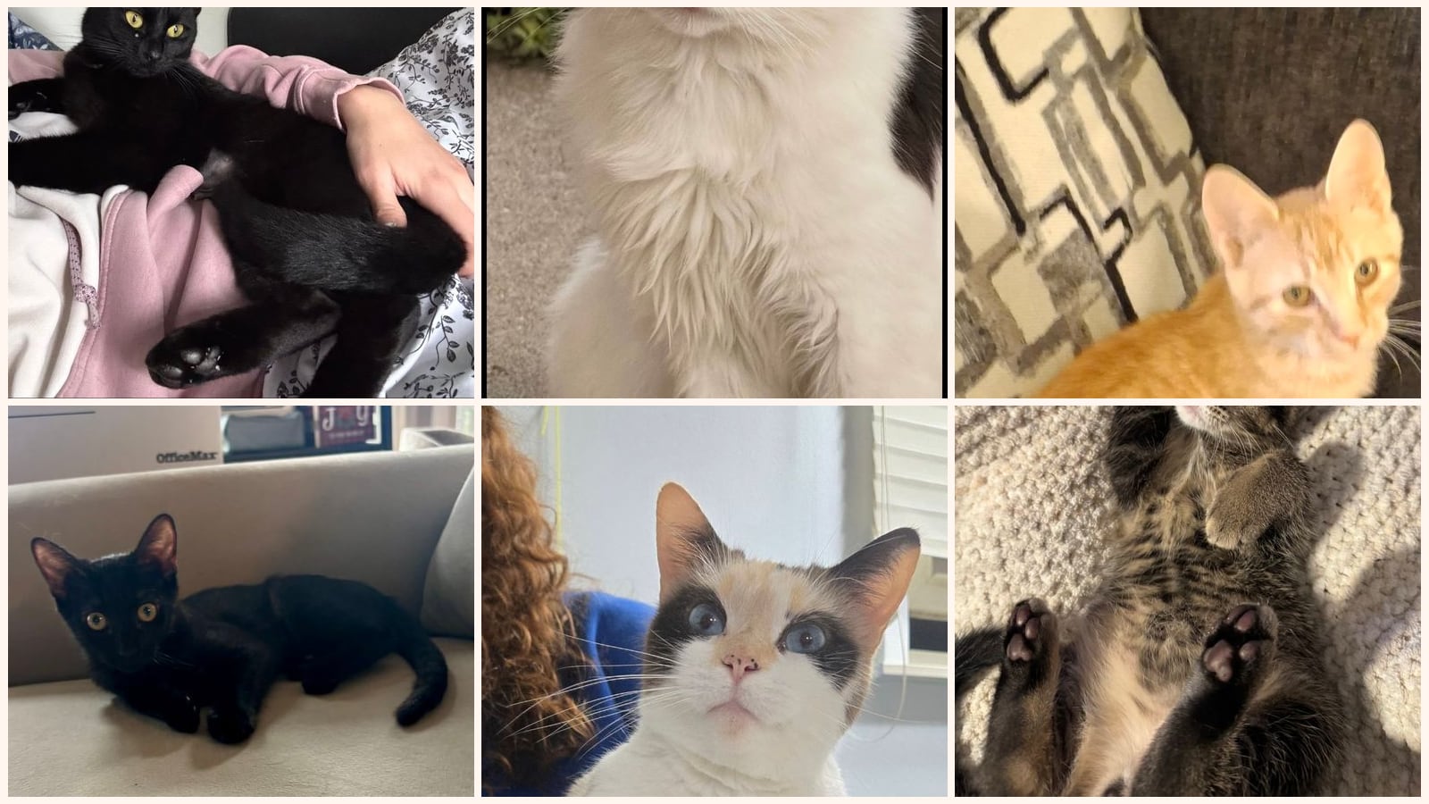 Cats up for adoption near Wixom, MI