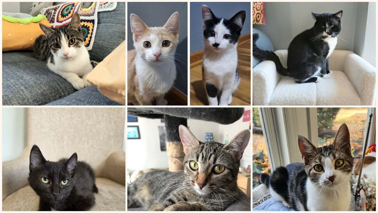 Cats up for adoption near Blaine, MN