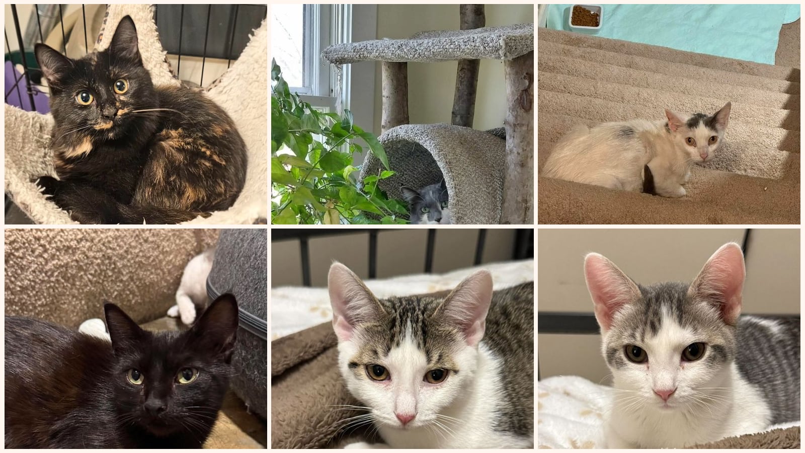 Cats up for adoption near Crystal, MN