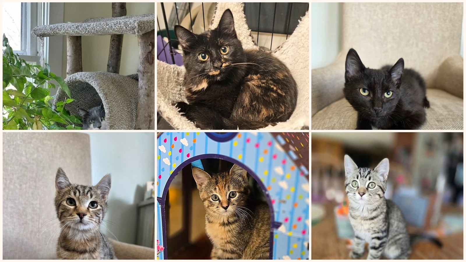 Cats up for adoption near Dayton, MN