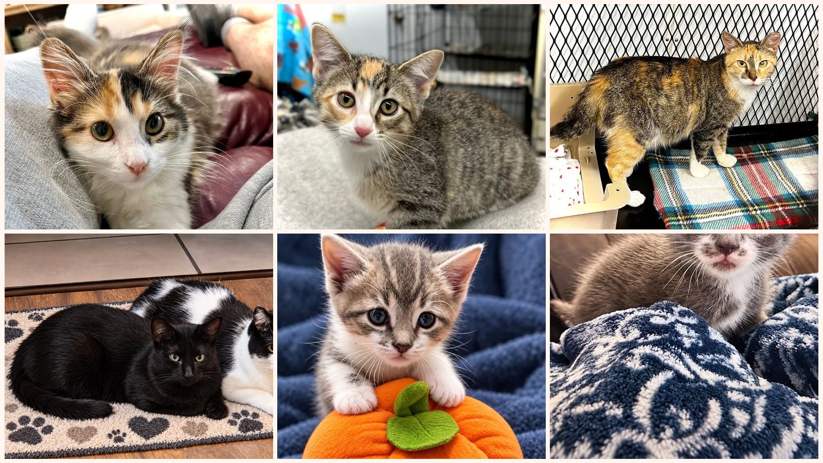 Cats up for adoption near Fairmont, MN